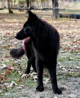 ASAP vom Aldamar granddaughter, a female German Shepherd Dog for sale in West Monroe, LA – Photo 3 of 4