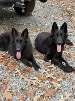 ASAP vom Aldamar granddaughter, a female German Shepherd Dog for sale in West Monroe, LA – Photo 4 of 4
