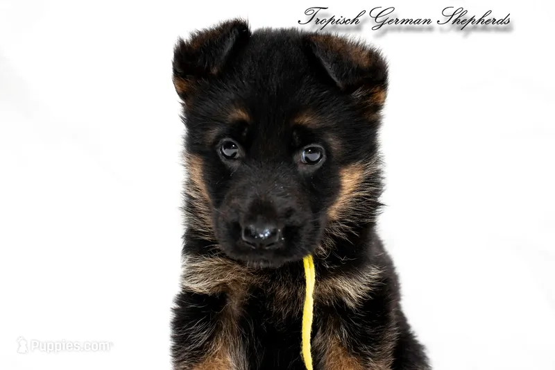 Ellie’s Yellow collar girl  – German Shepherd Dog puppy for sale in West Monroe, LA