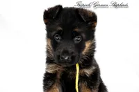 Ellie’s Yellow collar girl , a female German Shepherd Dog for sale in West Monroe, LA – 1 of 2