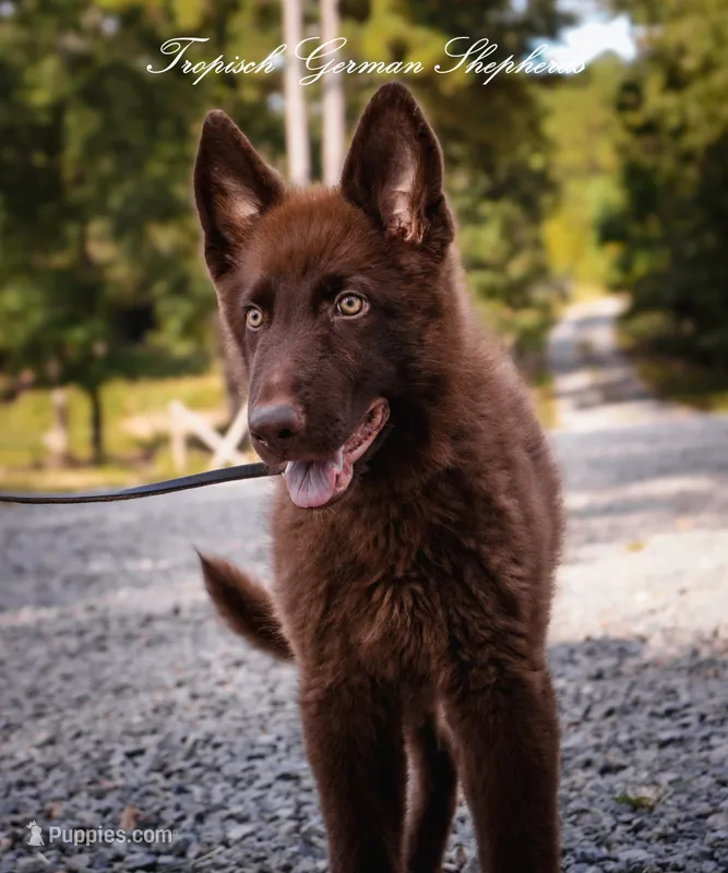 Solid liver stock coat male  – German Shepherd Dog puppy for sale in West Monroe, LA