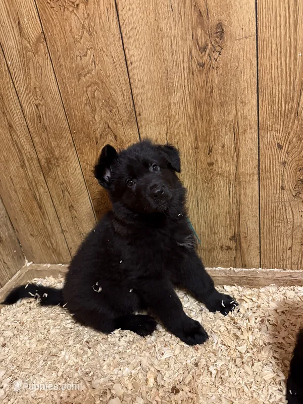 Calypso’s green collar male – German Shepherd Dog puppy for sale in West Monroe, LA