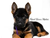 Ellie’s Purple collar girl , a female German Shepherd Dog for sale in West Monroe, LA – 1 of 5