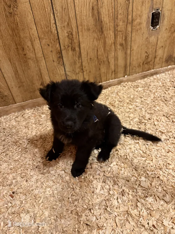 Calypso’s blue collar male – German Shepherd Dog puppy for sale in West Monroe, LA