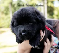 Calypso’s Red collar female, a female German Shepherd Dog for sale in West Monroe, LA – 2 of 2