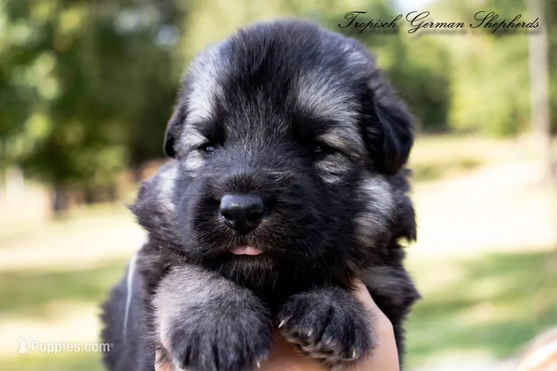 Calypso’s grey collar male  – German Shepherd Dog puppy for sale in West Monroe, LA