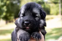 Calypso’s grey collar male , a male German Shepherd Dog for sale in West Monroe, LA – 1 of 4