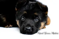 Ellie’s Yellow collar girl , a female German Shepherd Dog for sale in West Monroe, LA – 2 of 2