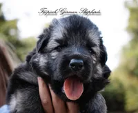 Calypso’s grey collar male , a male German Shepherd Dog for sale in West Monroe, LA – 2 of 4