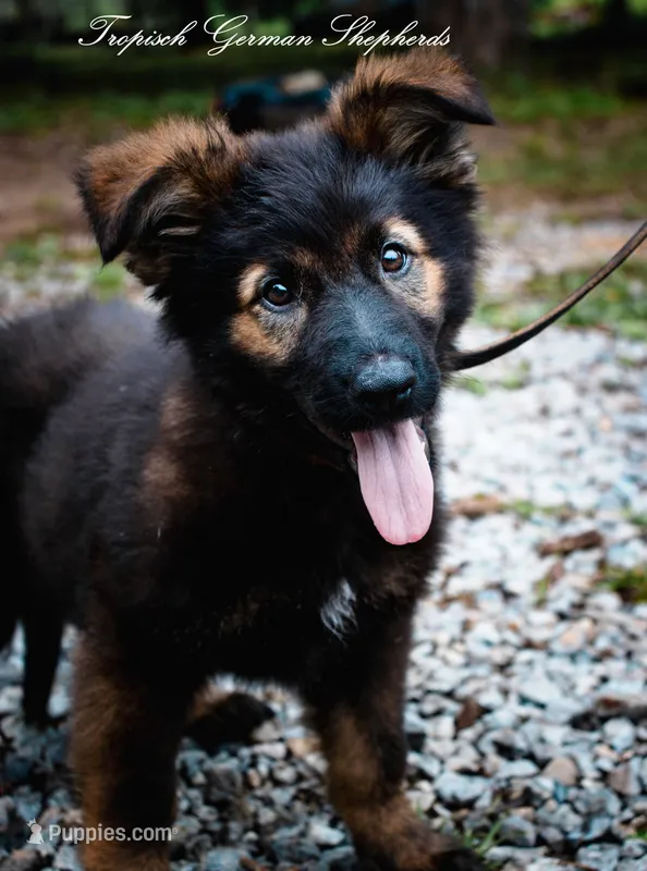 Pyra’s red collar girl – German Shepherd Dog puppy for sale in West Monroe, LA