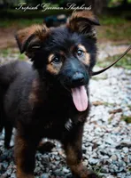 Pyra’s red collar girl, a female German Shepherd Dog for sale in West Monroe, LA – 1 of 6