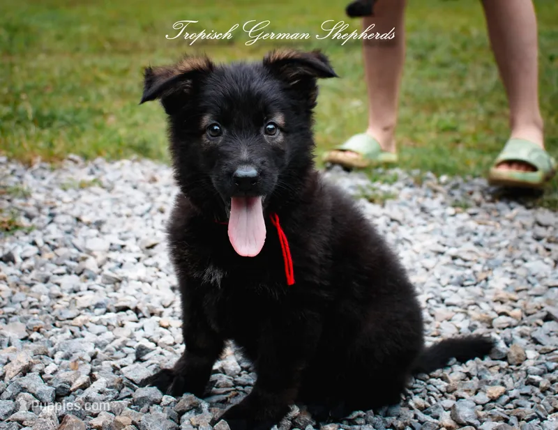 Pyra’s red collar girl – German Shepherd Dog puppy for sale in West Monroe, LA
