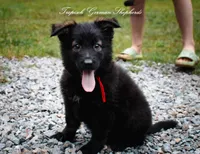 Pyra’s red collar girl, a female German Shepherd Dog for sale in West Monroe, LA – 1 of 4