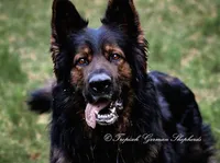 Yellow collar boy, a male German Shepherd Dog for sale in West Monroe, LA – Photo 6 of 9