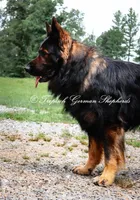Yellow collar boy, a male German Shepherd Dog for sale in West Monroe, LA – Photo 7 of 9