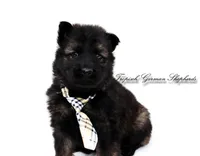 Yellow collar boy, a male German Shepherd Dog for sale in West Monroe, LA – Photo 1 of 9