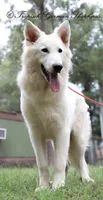 Shiloh- aka Punk vom Tropisch, a male German Shepherd Dog for sale in West Monroe, LA – Photo 6 of 6