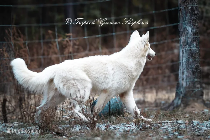 Shiloh- aka Punk vom Tropisch