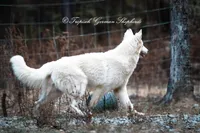 Shiloh- aka Punk vom Tropisch, a male German Shepherd Dog for sale in West Monroe, LA – Photo 1 of 6