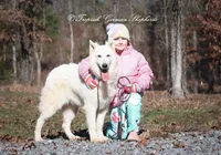 Shiloh- aka Punk vom Tropisch, a male German Shepherd Dog for sale in West Monroe, LA – Photo 2 of 6