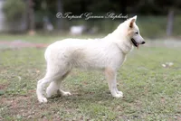 Shiloh- aka Punk vom Tropisch, a male German Shepherd Dog for sale in West Monroe, LA – Photo 5 of 6