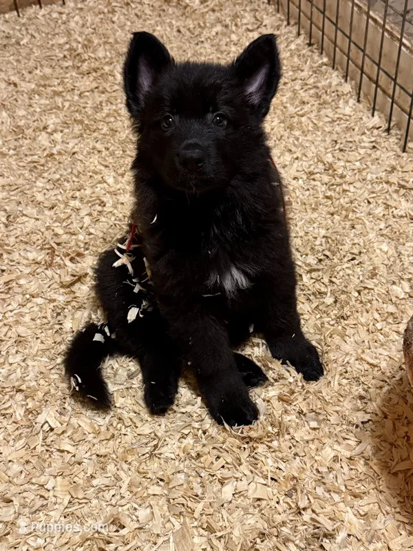 Calypso’s Red collar female – German Shepherd Dog puppy for sale in West Monroe, LA