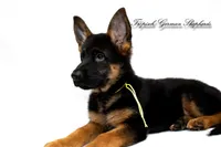 Ellie’s Yellow collar girl , a female German Shepherd Dog for sale in West Monroe, LA – 1 of 4