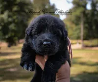 Calypso’s Pink collar female , a female German Shepherd Dog for sale in West Monroe, LA – 1 of 2