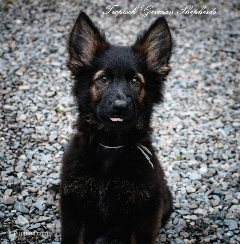 Pyra’s grey collar boy – German Shepherd Dog puppy for sale in West Monroe, LA