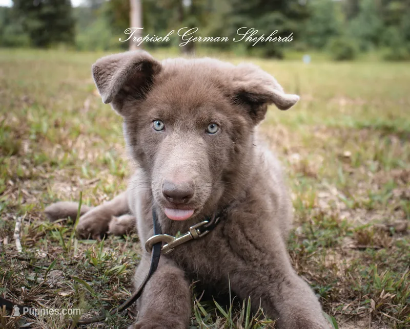 Solid Isabella stock coat male – German Shepherd Dog puppy for sale in West Monroe, LA