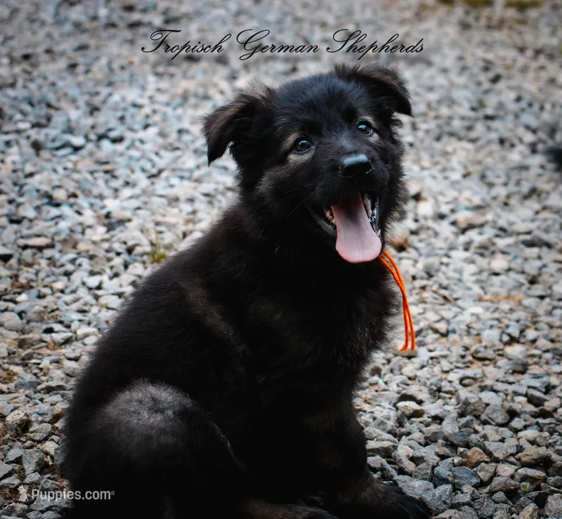 Pyra’s Orange collar boy – German Shepherd Dog puppy for sale in West Monroe, LA
