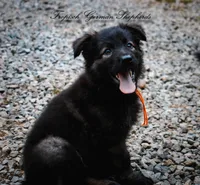 Pyra’s Orange collar boy, a male German Shepherd Dog for sale in West Monroe, LA – 1 of 4