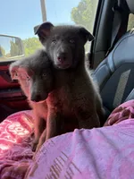 Solid Isabella stock coat male, a male German Shepherd Dog for sale in West Monroe, LA – 2 of 5