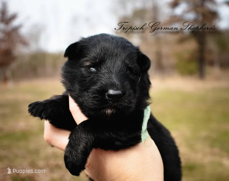 Calypso’s green collar male – German Shepherd Dog puppy for sale in West Monroe, LA