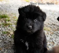 Calypso’s green collar male, a male German Shepherd Dog for sale in West Monroe, LA – Photo 1 of 3