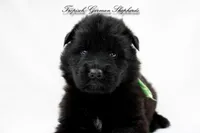 Calypso’s green collar male, a male German Shepherd Dog for sale in West Monroe, LA – Photo 2 of 3