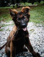 Pyra’s red collar girl, a female German Shepherd Dog for sale in West Monroe, LA – 2 of 6