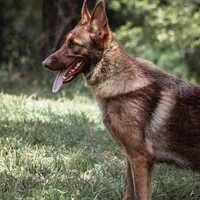 Cici, a female German Shepherd Dog for sale in West Monroe, LA – Photo 3 of 3