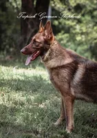 Cici, a female German Shepherd Dog for sale in West Monroe, LA – Photo 3 of 3