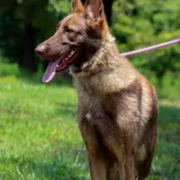 Cici, a female German Shepherd Dog for sale in West Monroe, LA – Photo 2 of 3