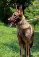 Cici, a female German Shepherd Dog for sale in West Monroe, LA – Photo 2 of 3