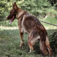 Cici, a female German Shepherd Dog for sale in West Monroe, LA – Photo 1 of 3