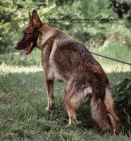 Cici, a female German Shepherd Dog for sale in West Monroe, LA – Photo 1 of 3