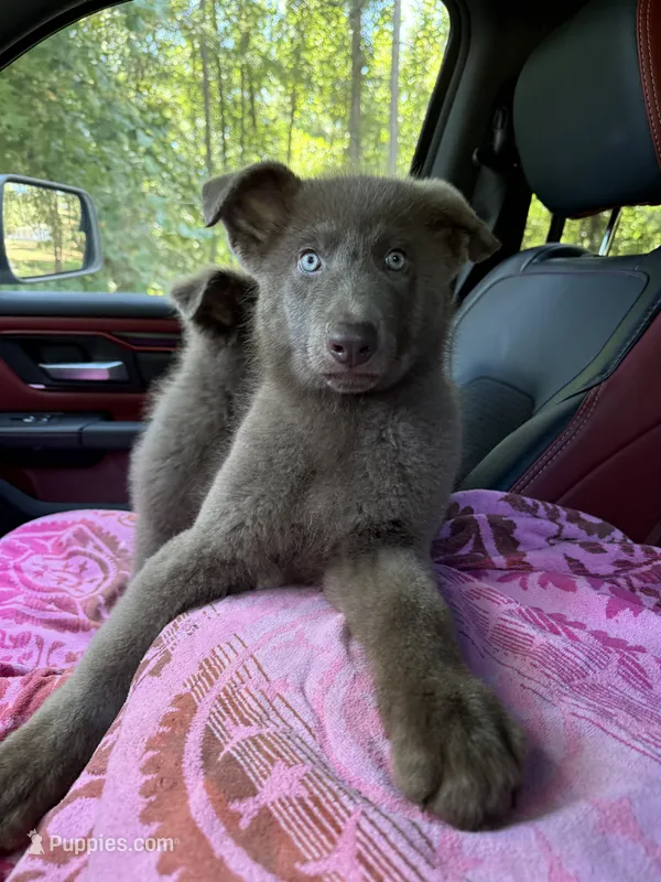 Solid Isabella stock coat male – German Shepherd Dog puppy for sale in West Monroe, LA