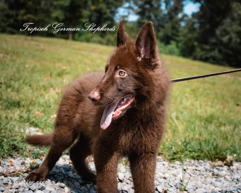 Solid liver stock coat male  – German Shepherd Dog puppy for sale in West Monroe, LA