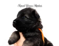 Orange collar boy, a male German Shepherd Dog for sale in West Monroe, LA – Photo 3 of 10