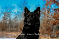 Orange collar boy, a male German Shepherd Dog for sale in West Monroe, LA – Photo 8 of 10