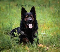 Orange collar boy, a male German Shepherd Dog for sale in West Monroe, LA – Photo 10 of 10