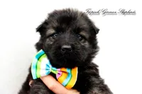 Orange collar boy, a male German Shepherd Dog for sale in West Monroe, LA – Photo 2 of 10