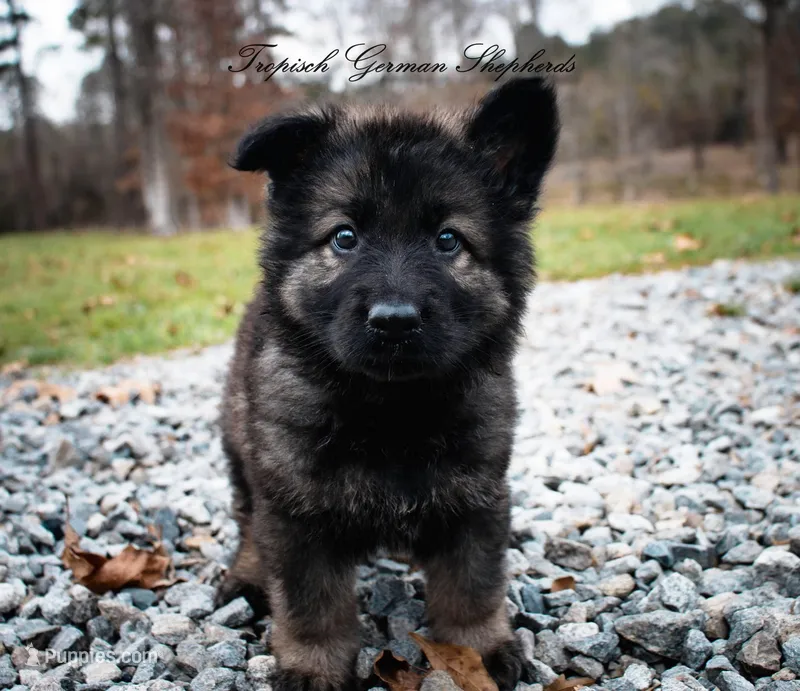 Orange collar boy – German Shepherd Dog puppy for sale in West Monroe, LA